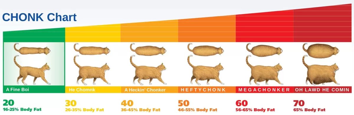 Causes of Obesity in Cats