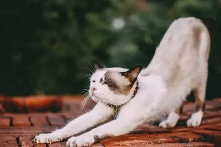 Why Do Cats Arch Their Backs When You Pet Them? - (Explained)