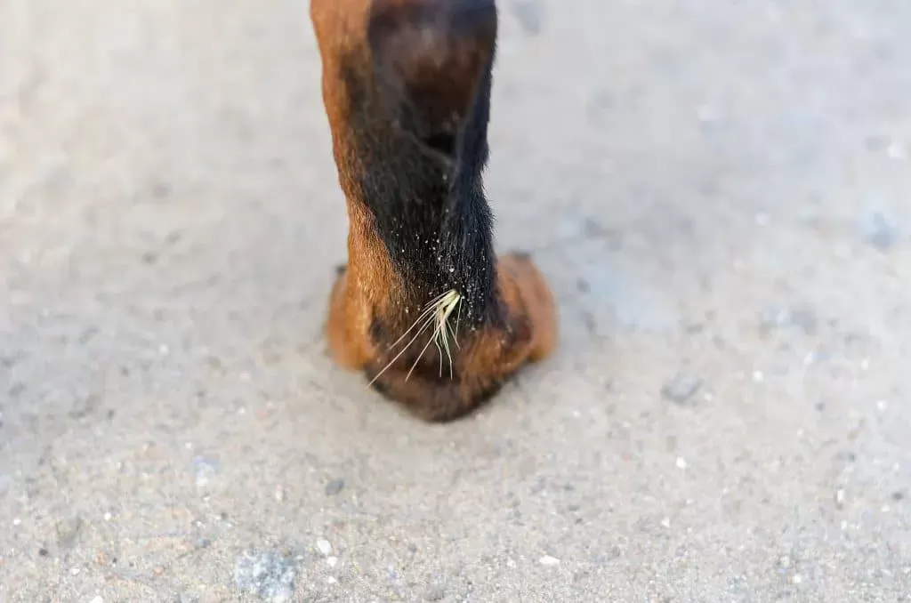 How to Remove Foxtail from Dog Paw