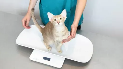 The Importance of Regular Vet Check-ups for Cats | Purina