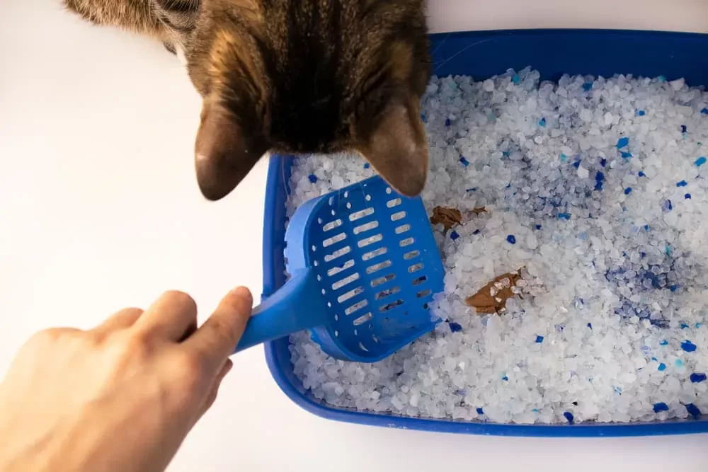 My cat's litter box smells horrible hotsell