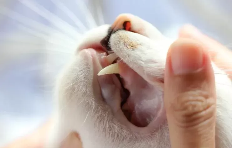 Cat Losing Teeth: Health Considerations