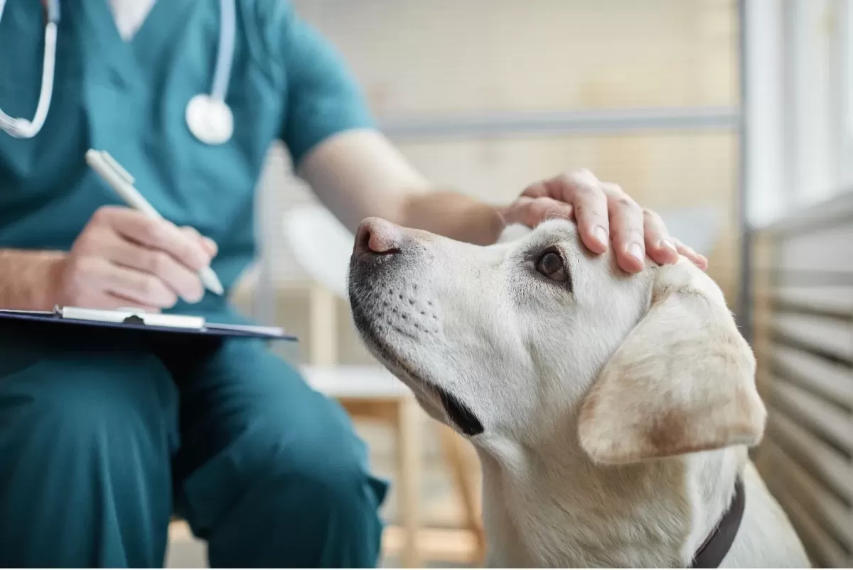 dog vet visit