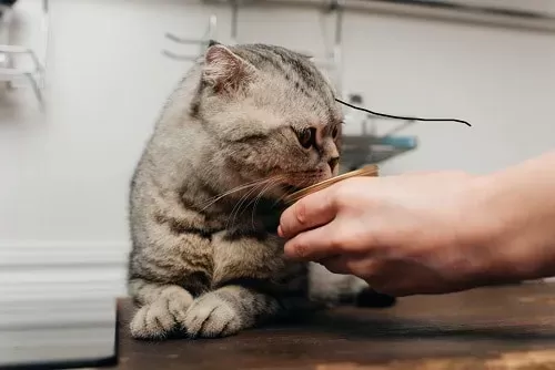 Os gatos podem comer manteiga de amendoim - é seguro?  