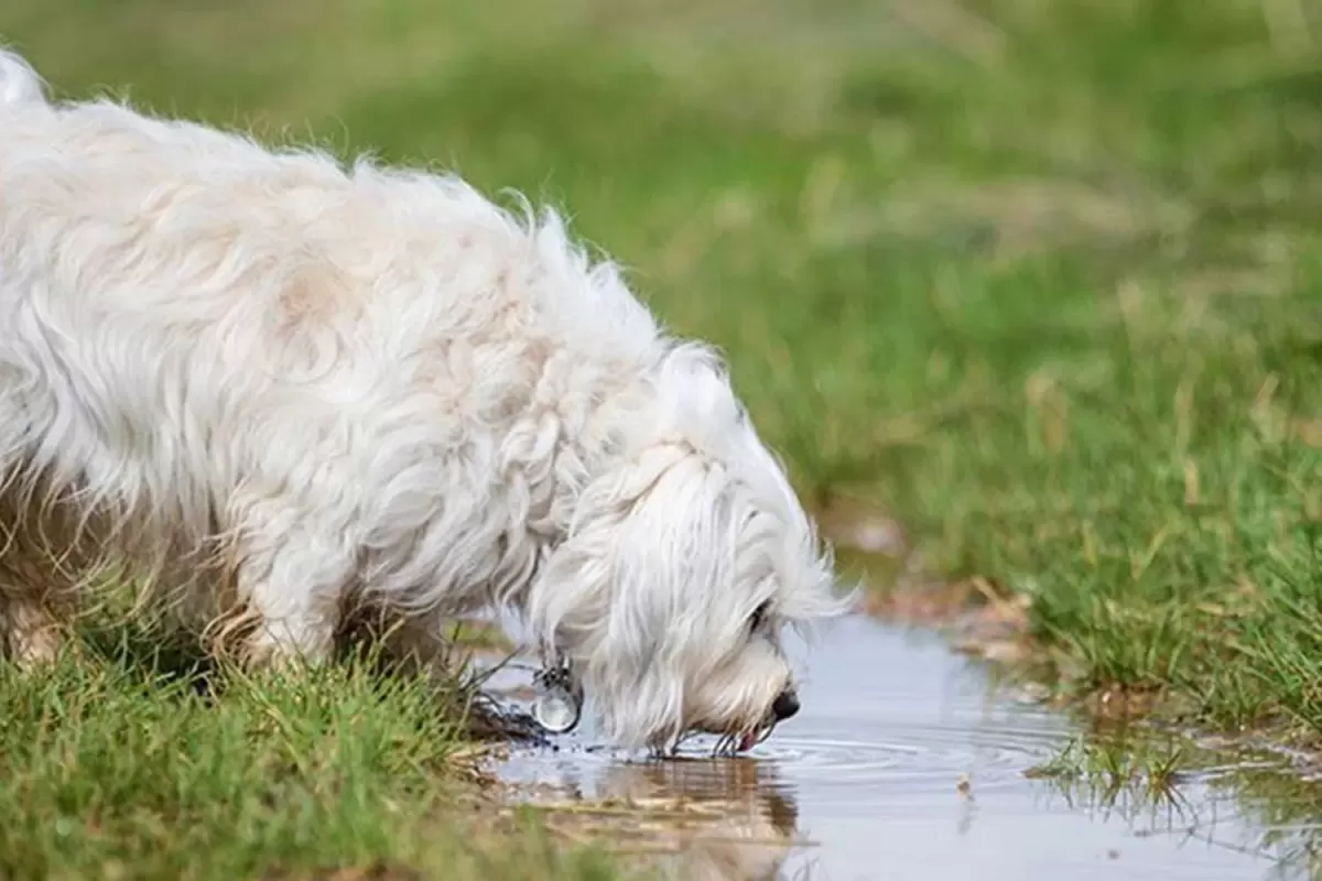 How Do Dogs Get Leptospirosis