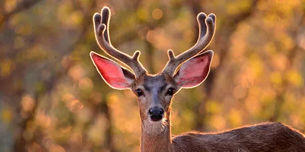 Mule Deer