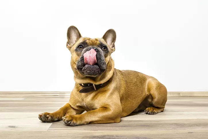 Reasons Why Your Dog is Licking Their Nose