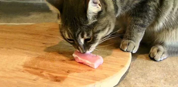 Can Cats Eat Pork? Is It Bad for Cats? | Loving Meow