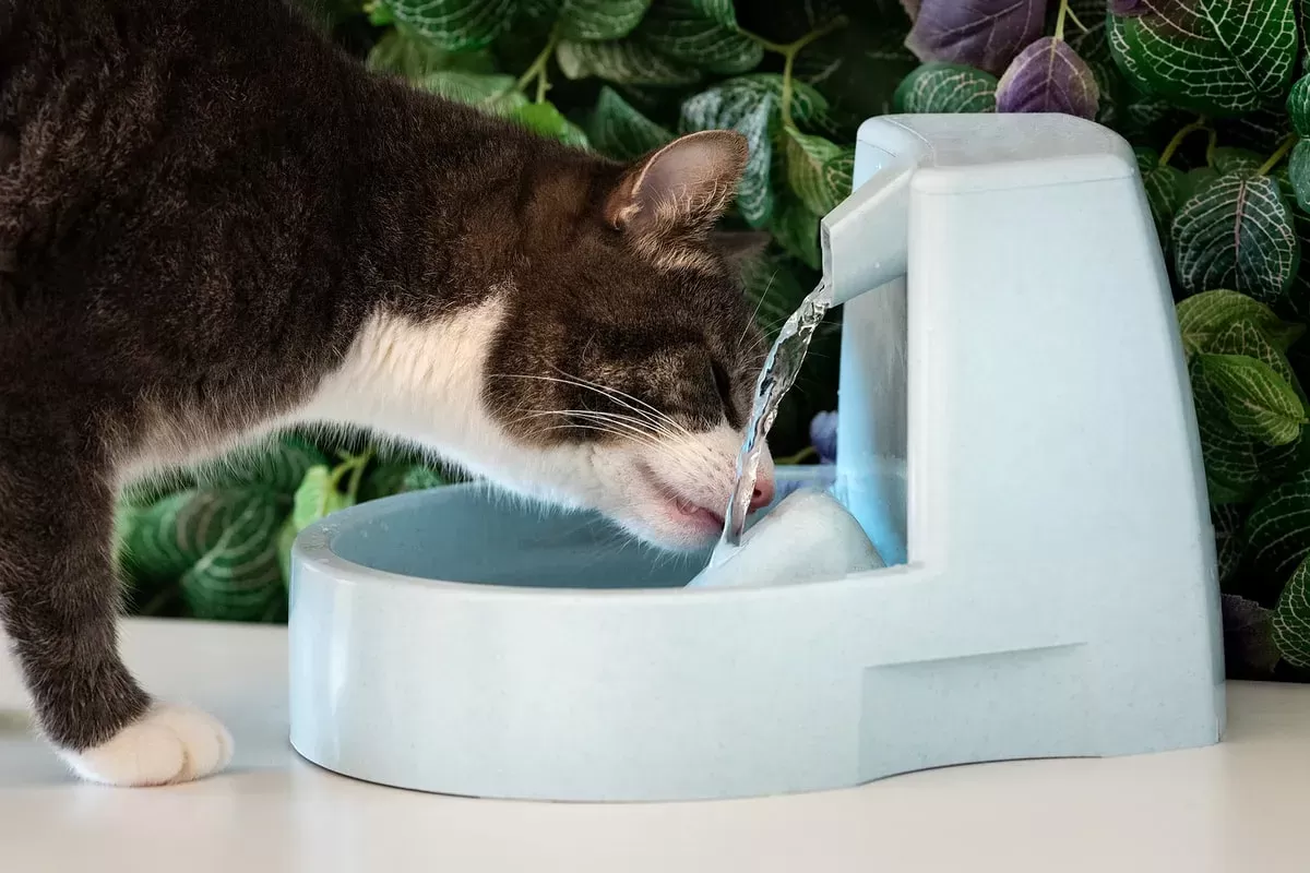 Dehydration in Cats