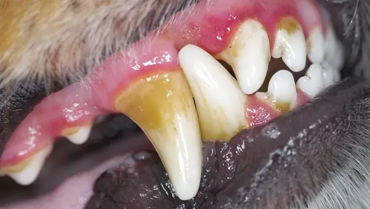 Gingivitis in Dogs