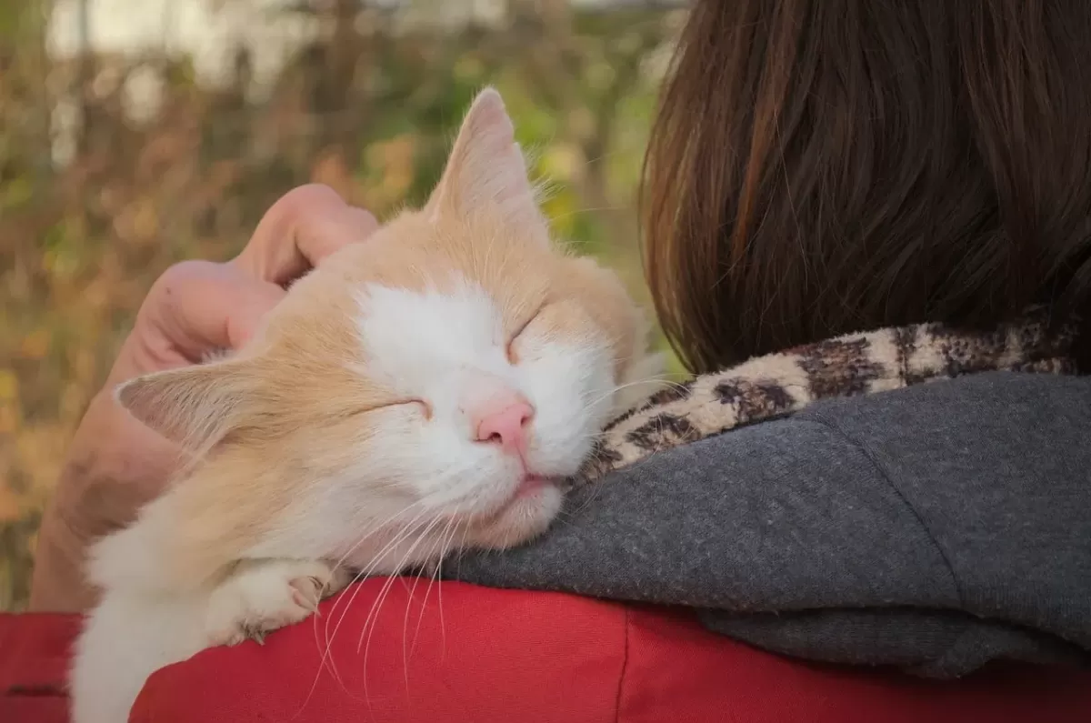 ¿Cómo criar a un gatito para que sea mimoso?