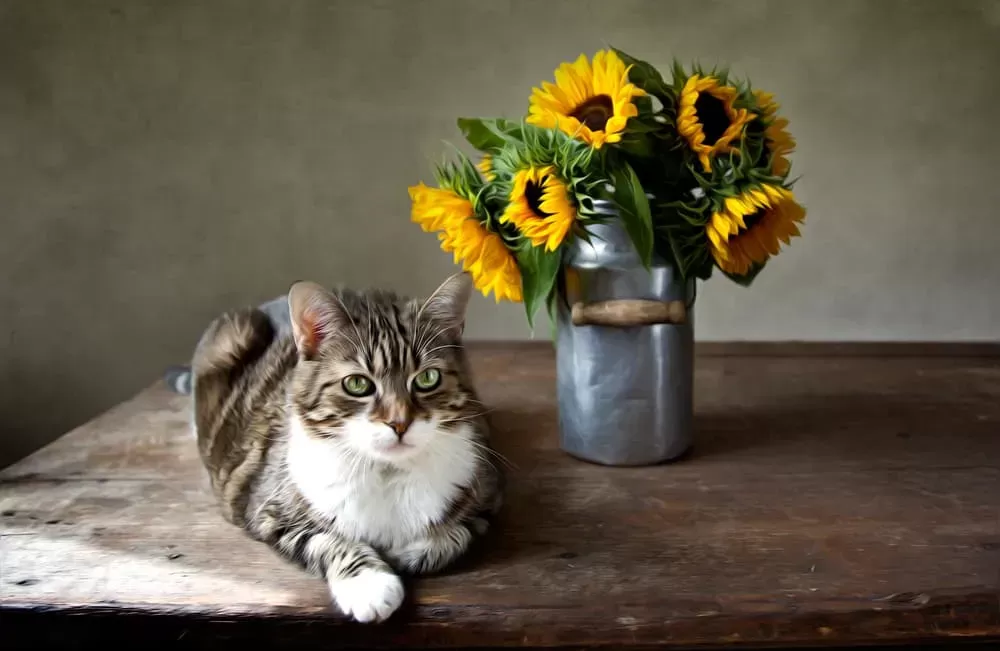Are Sunflowers Toxic to CatsPuainta®