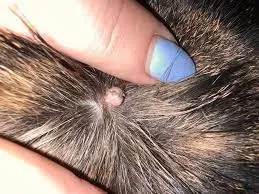 Cat Skin Tag