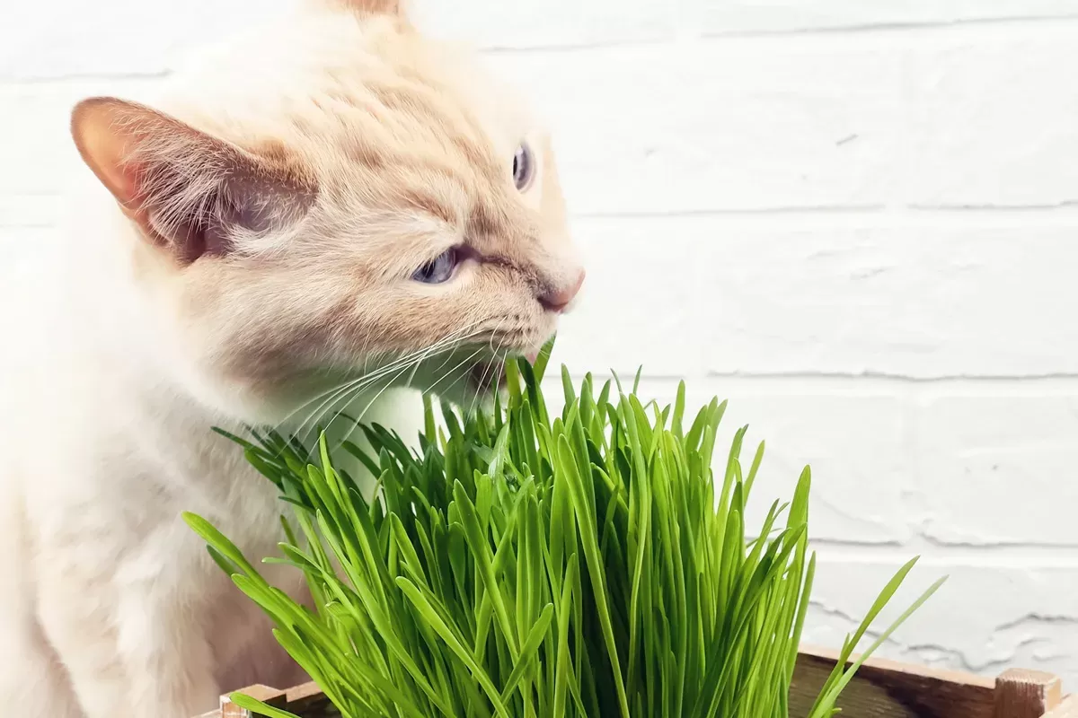 What Human Food Can Cats Eat?