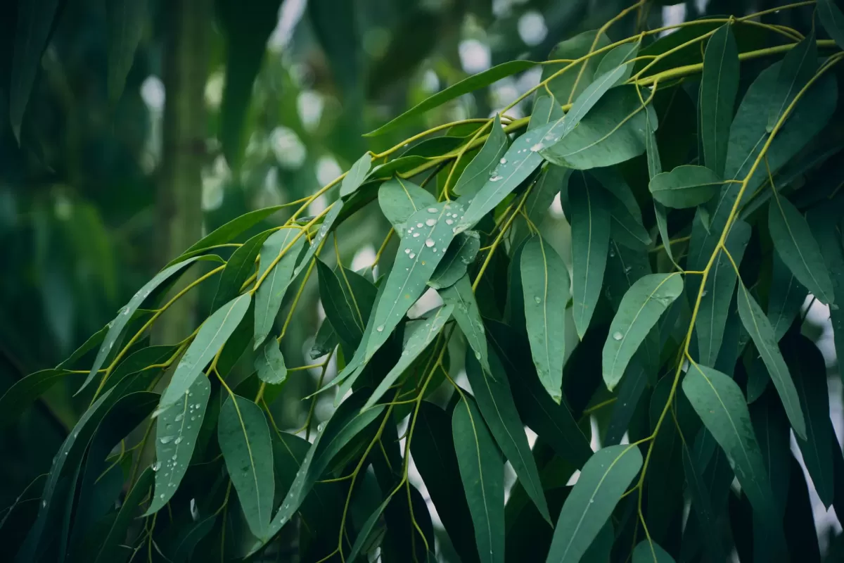 Eucalyptus Plant Care & Growing Tips | Horticulture.co.uk