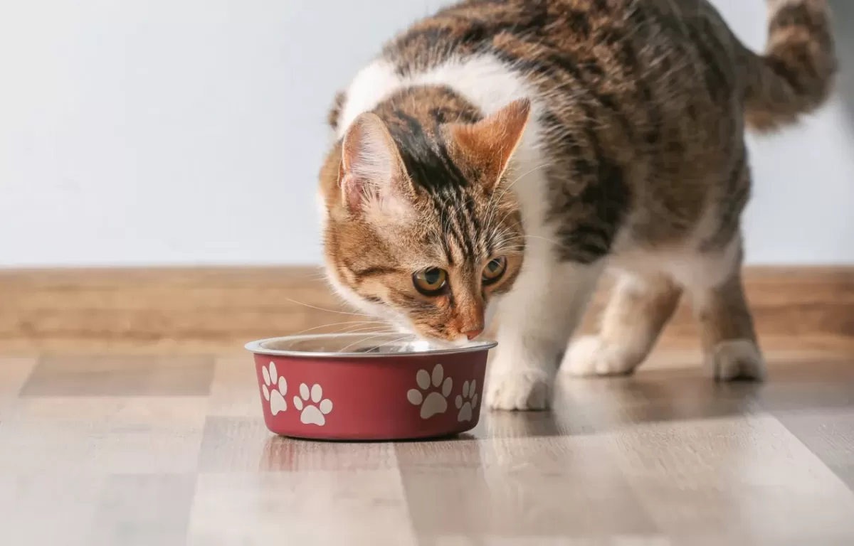 Nourishing Your Feline Friend Food for Cats with Sensitive