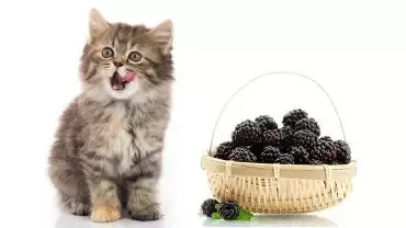 Can Cats Eat Blackberries? Good Treat or Not? [Best Advice]