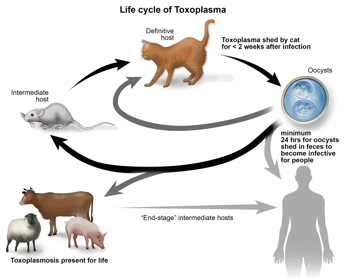 Toxoplasma Gondii Life Cycle