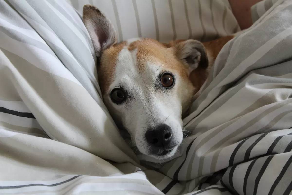 Köpeğimin Üşüdüğünü Nasıl Anlarım