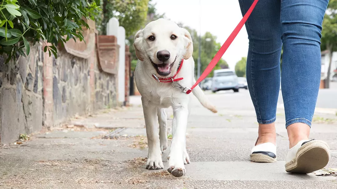 How to Train a Puppy to Walk on a Leash | Purina