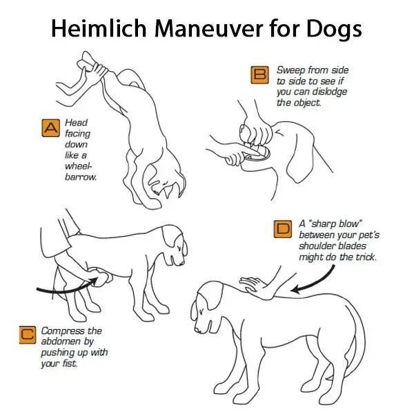 Dog Heimlich | Chelmsford Dog Association