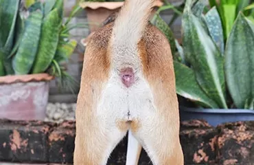 What Should A Dog's Anus Look Like