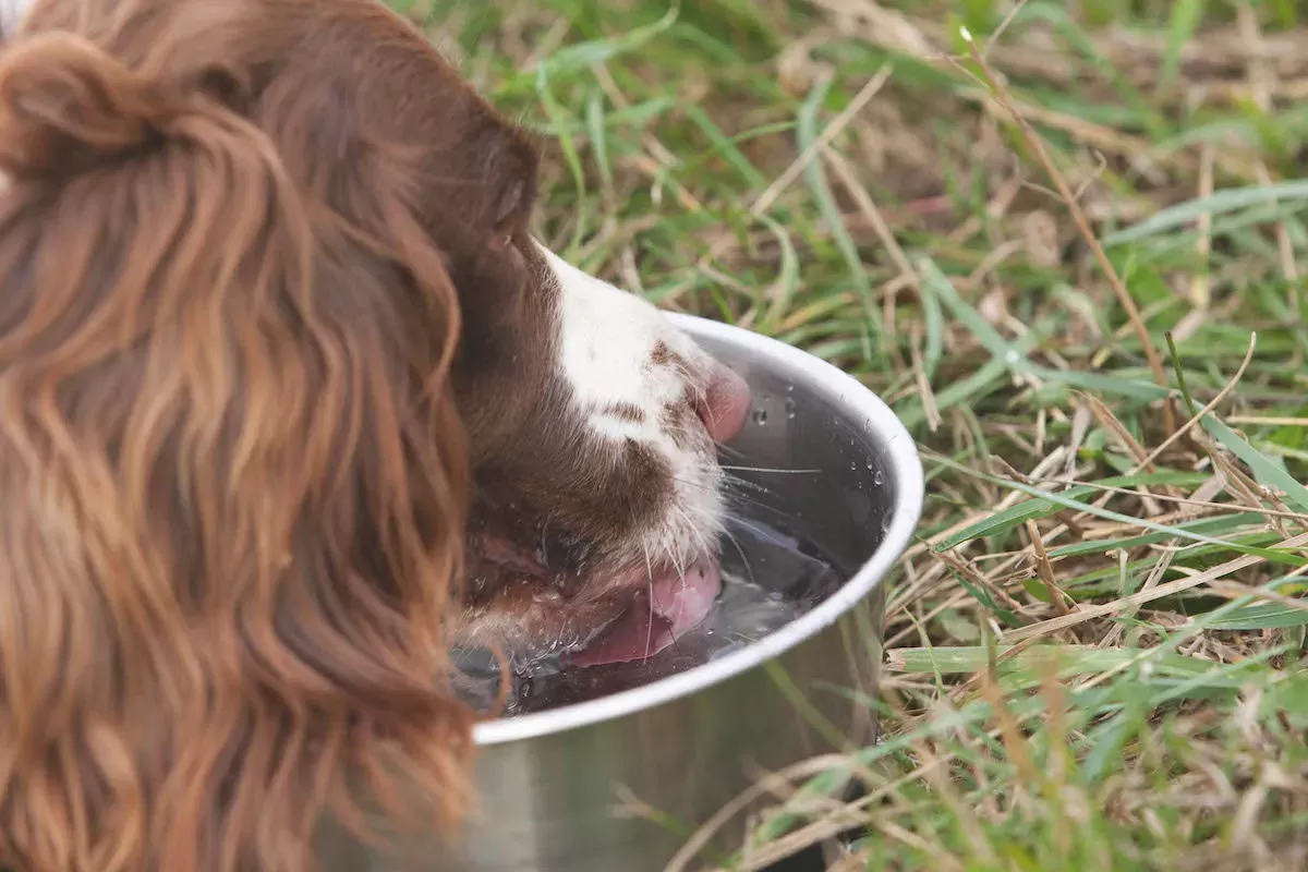 is-ice-water-bad-for-dogs