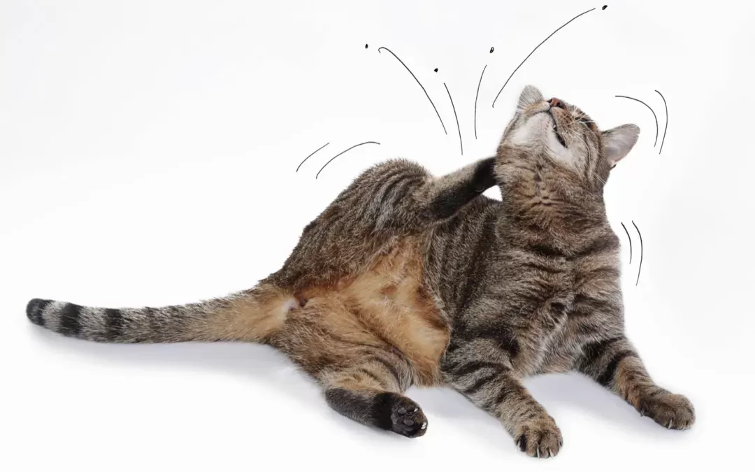 Flea in Cats: Causes, Symptoms and Treatment