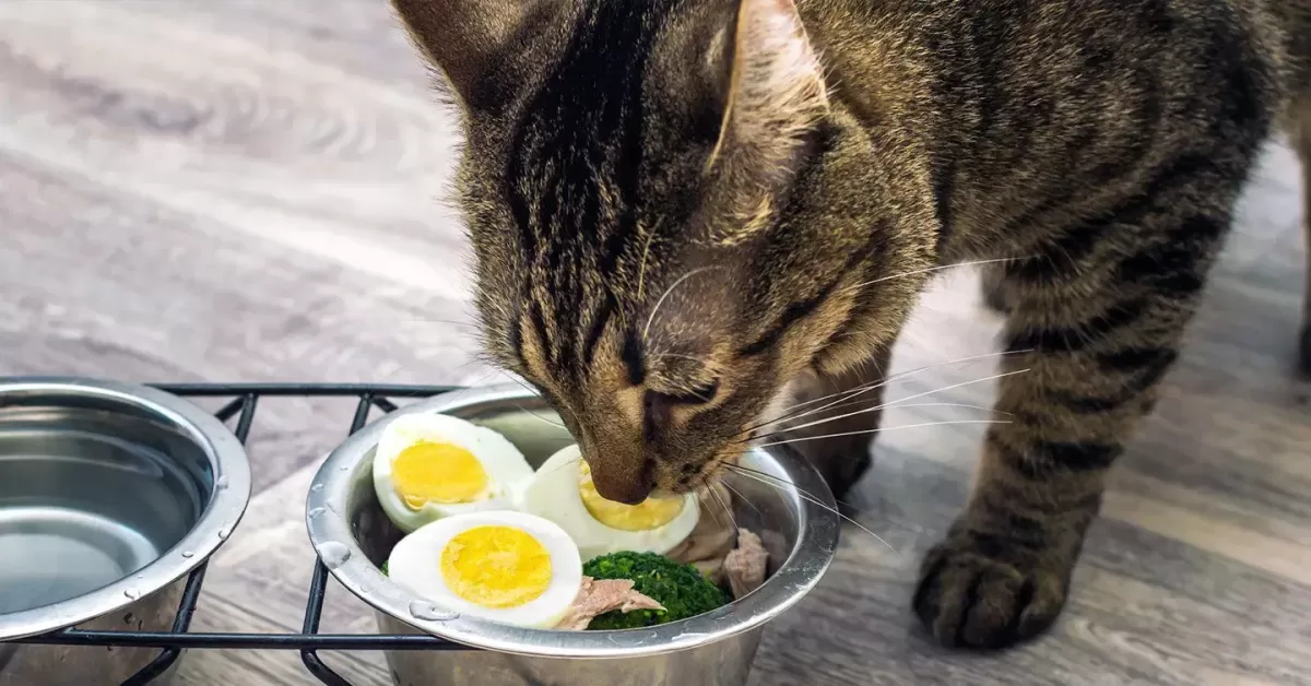 Can Cats Eat Eggs