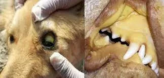 Symptoms of Jaundice in Dogs