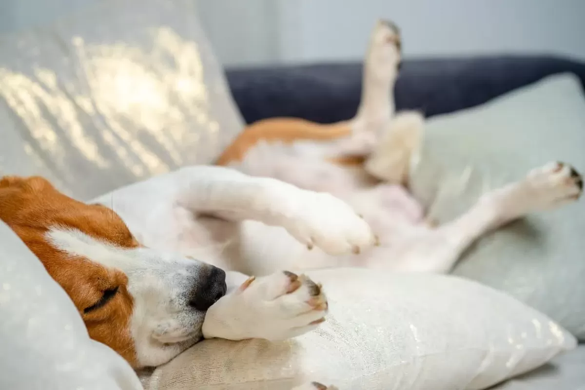 Why Do Dogs Twitch In Their Sleep? Plus, How to Improve Their Zzz's