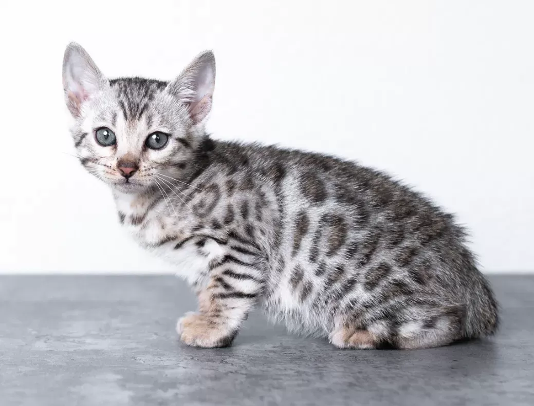 Silver Bengal Cat: The Most Intriguing Domestic Cat | vlr.eng.br