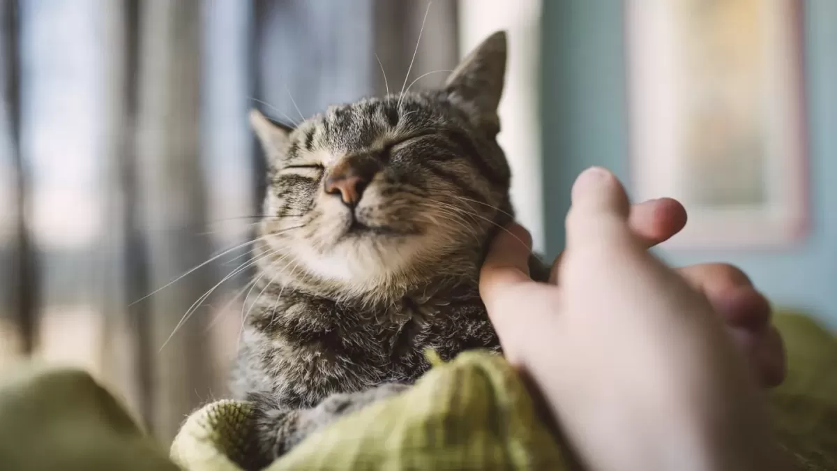 Cómo agradar a un gato