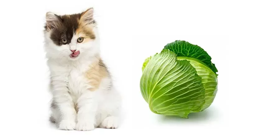 Can Cats Eat Cabbage? Is Cabbage Safe for Cats?