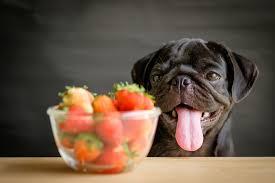 Foods Dogs Can Safely Eat