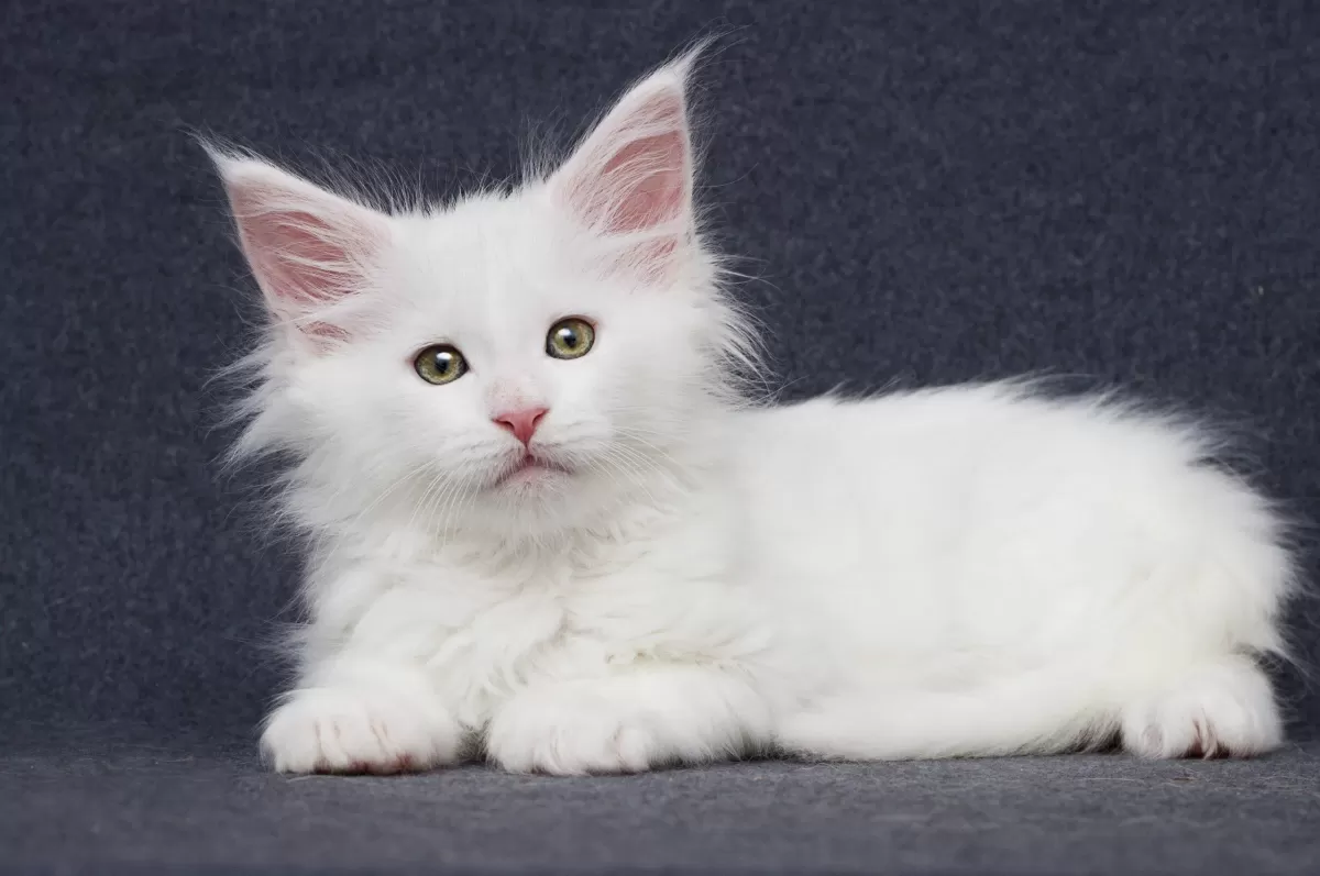 White Maine Coon