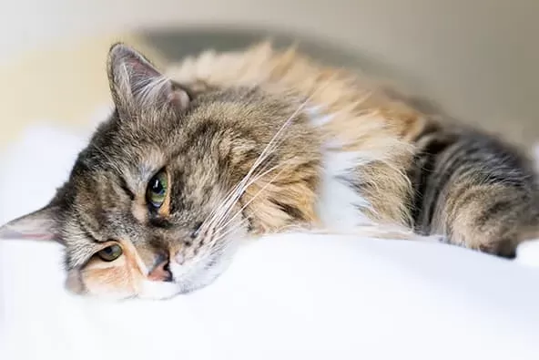 HCM in Cats: Symptoms