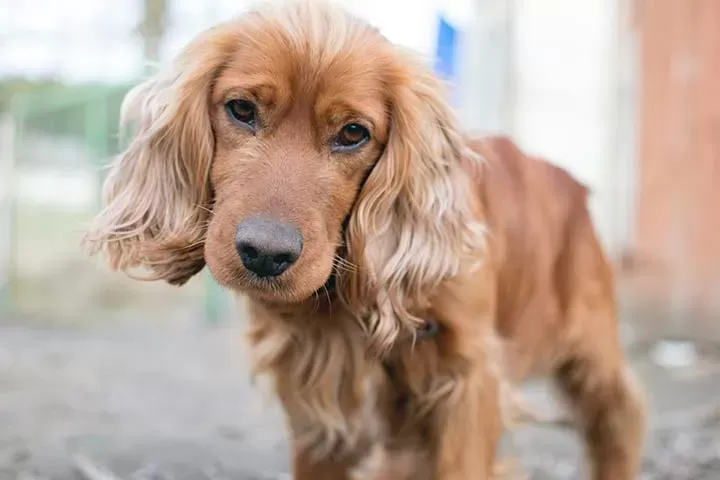 Cocker Spaniel