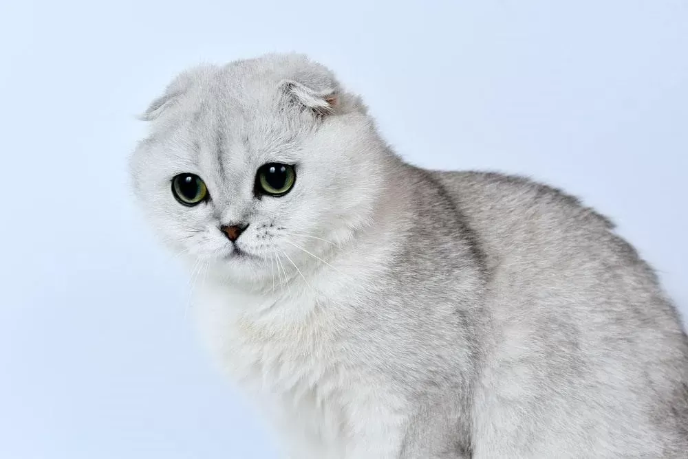 Scottish Fold: Bilmeniz Gereken Her Şey