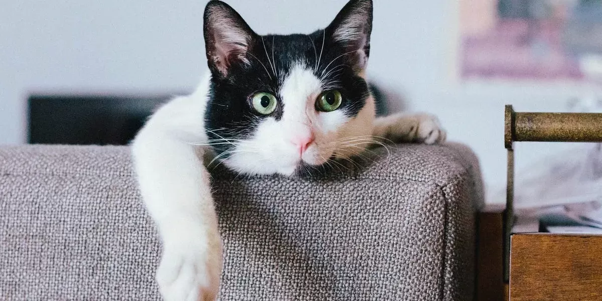 Why Do Cats Purr? 6 Thing Your Cat Is Trying to Communicate