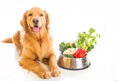 Can Food Cause Anal Gland Issues In Dogs