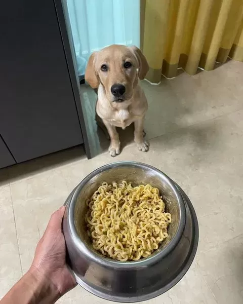 are instant noodles bad for dogs