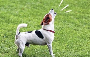 Köpeğim geçen her şeye havlıyor