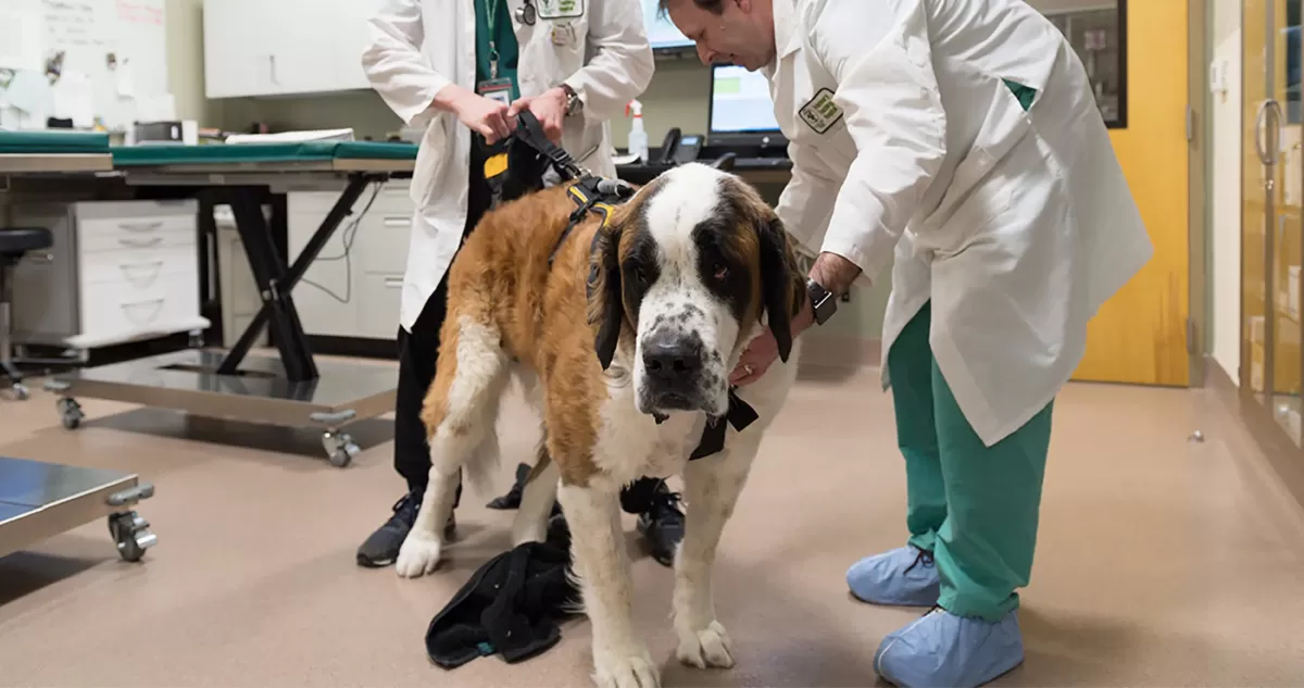 diagnose osteosarcoma in dogs