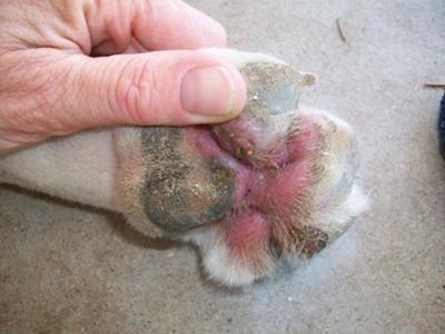 Dog shops paws red between toes