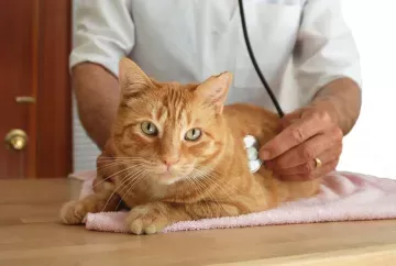 A Comprehensive Guide to Heart Failure in Cats