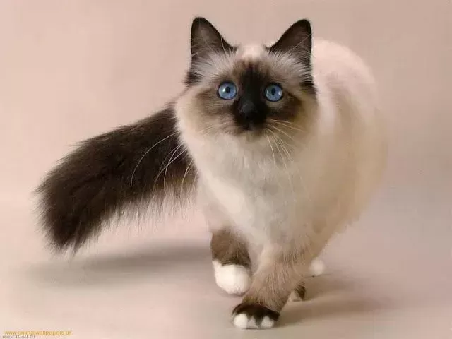 8 Grooming Tips for Long-Haired Siamese Cats – HairstyleCamp