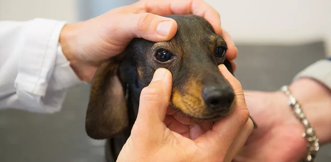 Treatment Options: Bloodshot Dog Eyes