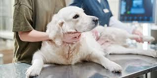 Diagnose Abscesses in Dogs