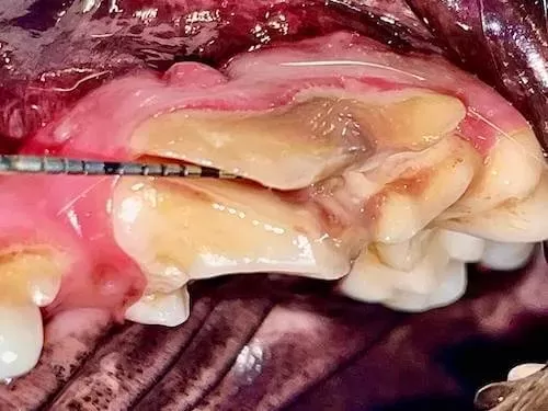 Dog Mouth Abscess Signs